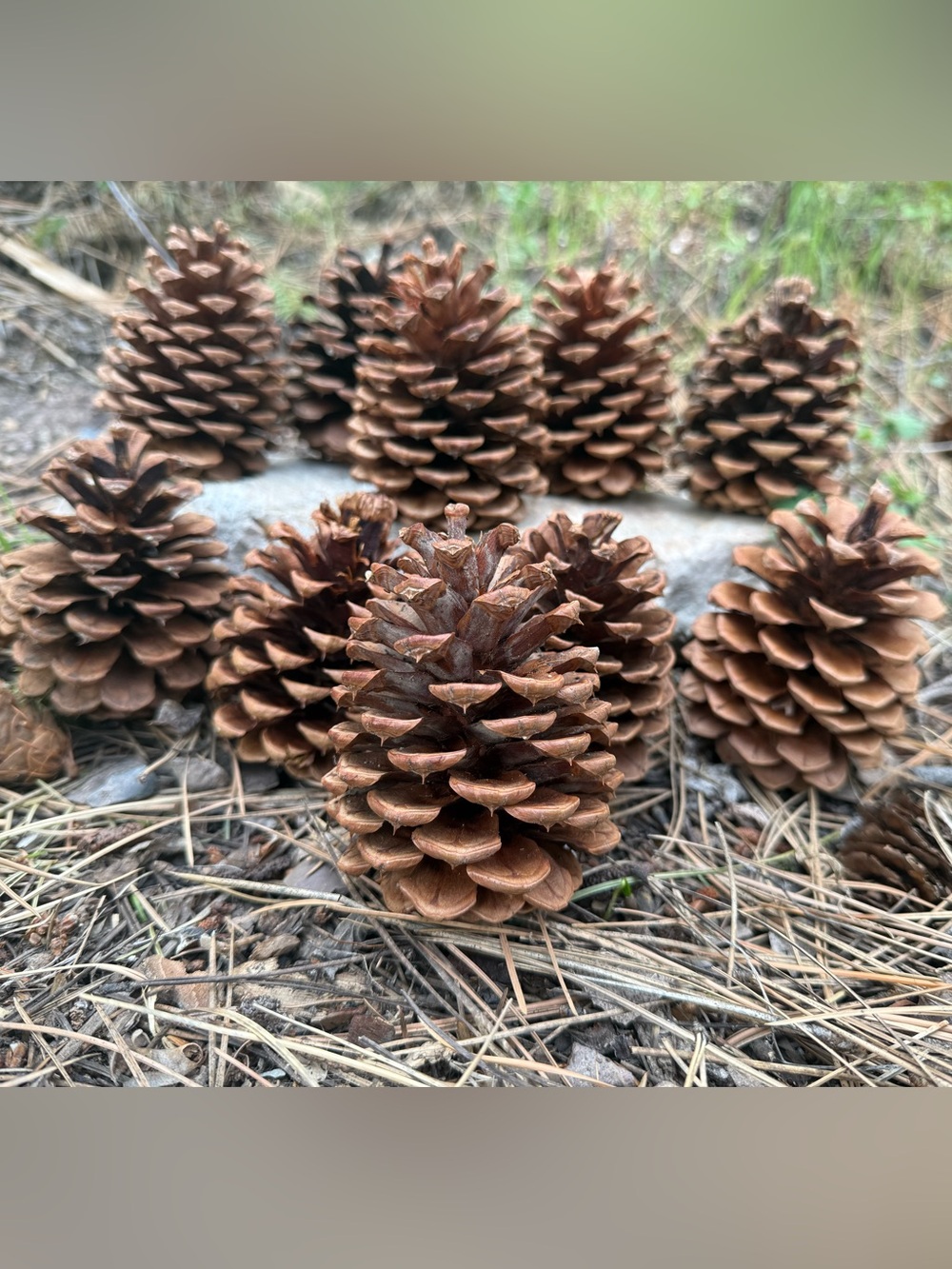 Pinecones from Montana
